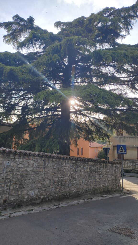 alberi eroici via Monterozze