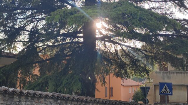 alberi eroici via Monterozze