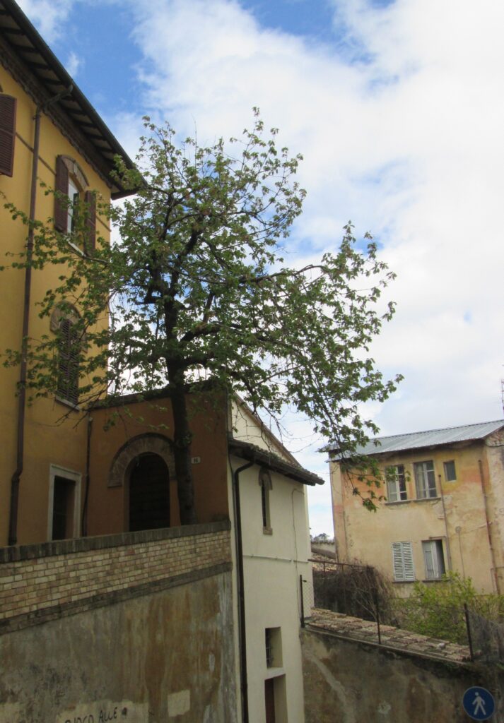 eroici alberi Via Sant’agata