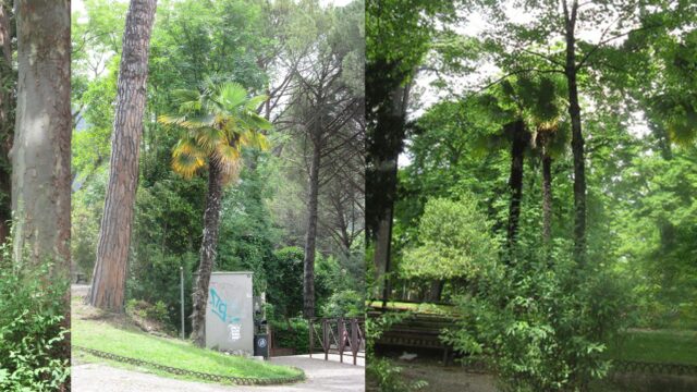 Palme ai giardini degli ippocastani