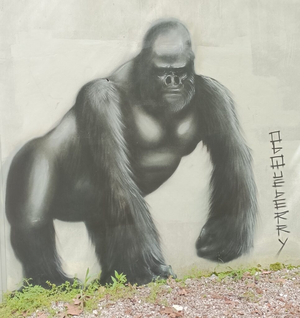gorilla